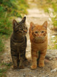 Two Cats
