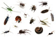 Insekten