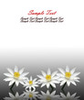 Lotus white