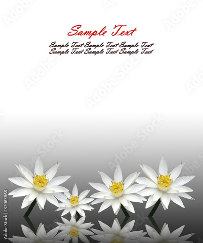 Photo: Lotus white Lotus white