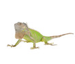Iguana iguana isolated on white background