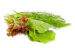 Salad leaves and dill