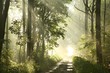 Forest trail on a foggy spring morning after the rain