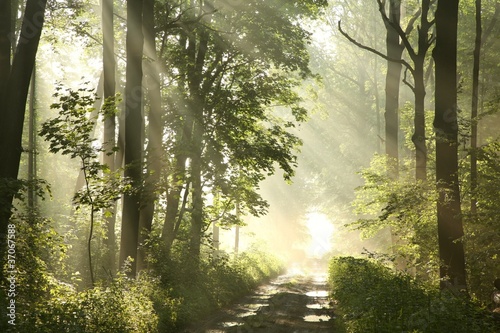Photo: Forest trail on a foggy spring morning after the rain Forest trail on a foggy spring morning after the rain