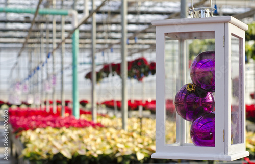 Photo: Poinsettias and Christmas Decorations Poinsettias and Christmas Decorations