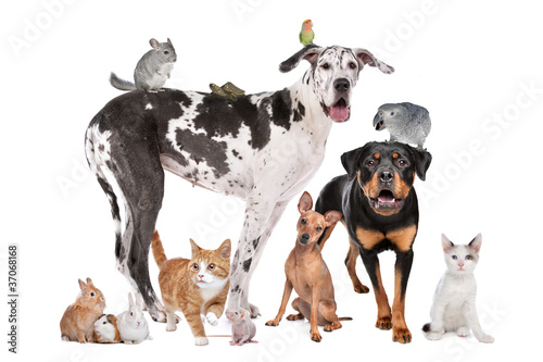 Photo: Pets in front of a white background Pets in front of a white background