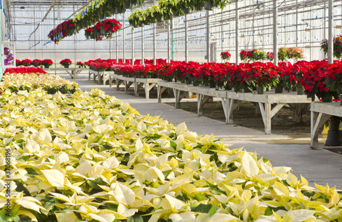 Photo: Colorful Poinsettias Colorful Poinsettias