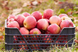 Red apples in a crate Red apples in a crate