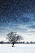 tree in field snowing