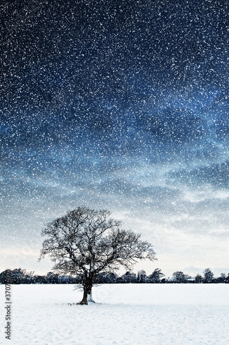 Photo: tree in field snowing tree in field snowing