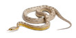 Ghost mothley Corn Snake or Red Rat Snake, Pantherophis guttatus Ghost mothley Corn Snake or Red Rat Snake, Pantherophis guttatus
