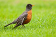 American Robin (Turdus migratorius)