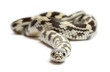 Common kingsnake, Lampropeltis getula californiae Common kingsnake, Lampropeltis getula californiae