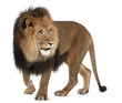 Lion, Panthera Leo, 8 Years Ol...