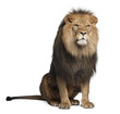 Lion, Panthera Leo, 8 Years Ol...