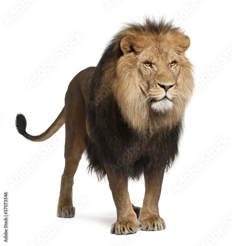 Photo: Lion, Panthera leo, 8 years old, standing Lion, Panthera leo, 8 years old, standing