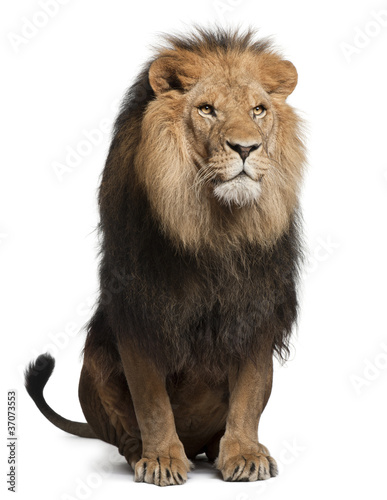 Foto: Lion, Panthera leo, 8 years old, sitting Lion, Panthera leo, 8 years old, sitting