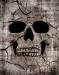 Rotting skull