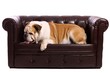 Hund Englische Bulldogge liegend auf Sofa