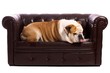 Hund Englische Bulldogge liegend auf Ledersofa
