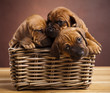 Dogs