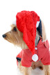 Christmas yorkie Christmas yorkie