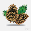 Pine cones with pine needles. Vector Pine cones with pine needles. Vector