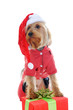 Christmas yorkie Christmas yorkie