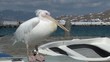 Pelican in Mykonos, Greece