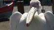 Pelican in Mykonos, Greece