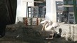 Pelican in Mykonos, Greece