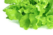 fresh lettuce isolated on white background