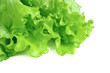 fresh lettuce isolated on white background
