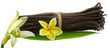 gousses et fleur de vanille