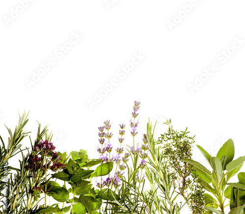 Photo: Herbs border on white Herbs border on white