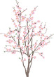 isolated cherry tree with pink flowers
