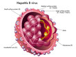 Virus Epatite B