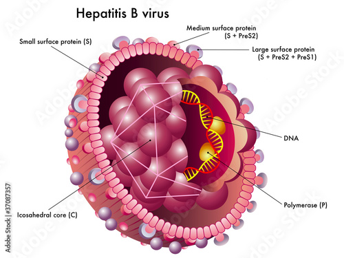Vector: Virus Epatite B Virus Epatite B