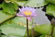 closeup of purple water lily in a pond closeup of purple water lily in a pond