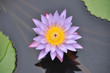 closeup of purple water lily in a pond closeup of purple water lily in a pond