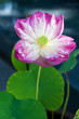Details of water Lily with flower Details of water Lily with flower