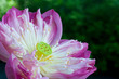 Details of water Lily with flower Details of water Lily with flower
