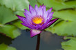 Details of water Lily with flower Details of water Lily with flower
