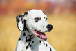 Beautiful Dalmatian dog
