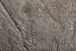 skin of hippopotamus