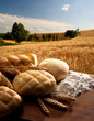 still life con pane e spighe di grano