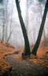 Morgennebel