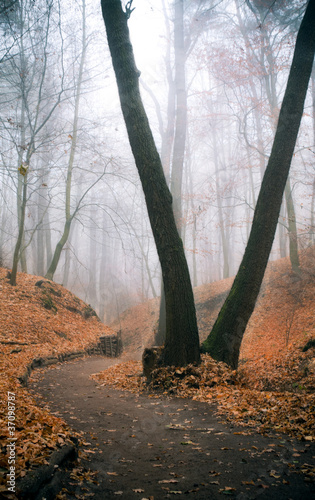 Photo: Morgennebel Morgennebel