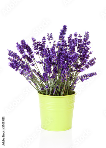 Photo: Bouquet lavender in pot Bouquet lavender in pot
