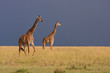 Giraffen, Afrika